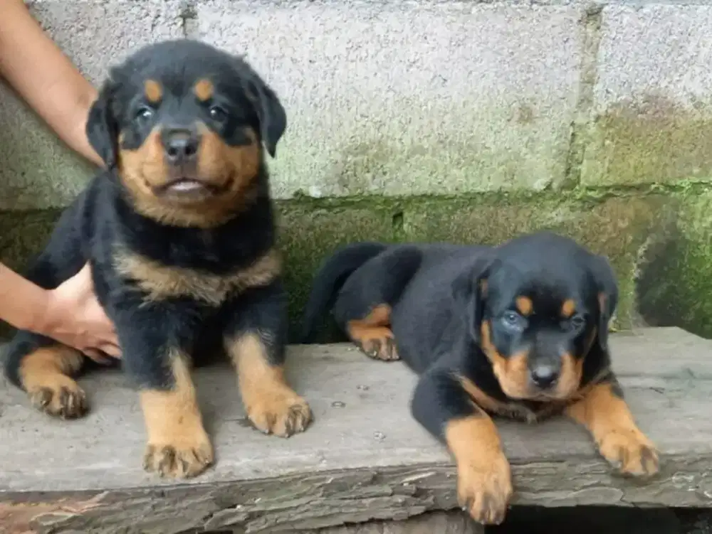 JUAL ANJING ROTTWEILER