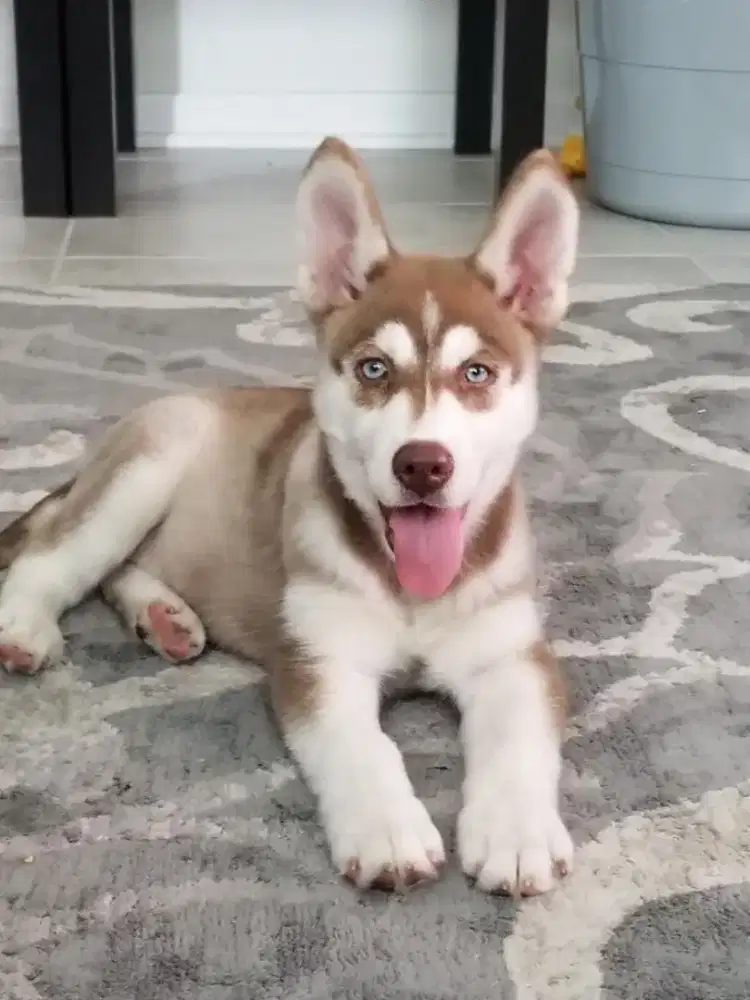 JUAL ANJING SIBERIAN HUSKY
