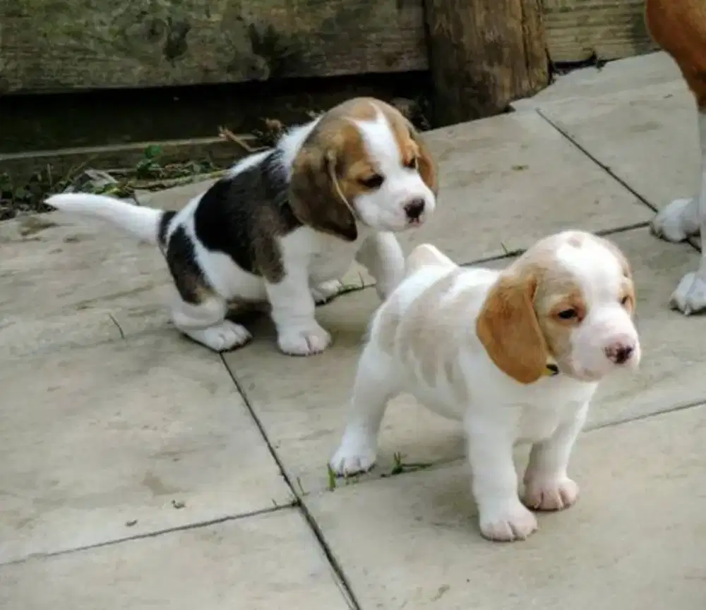 JUAL ANJING BEAGLE