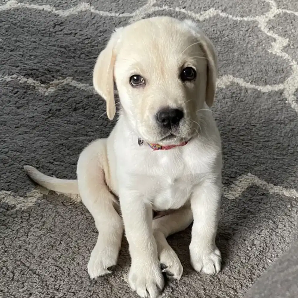 JUAL ANJING LABRADOR RETRIEVER