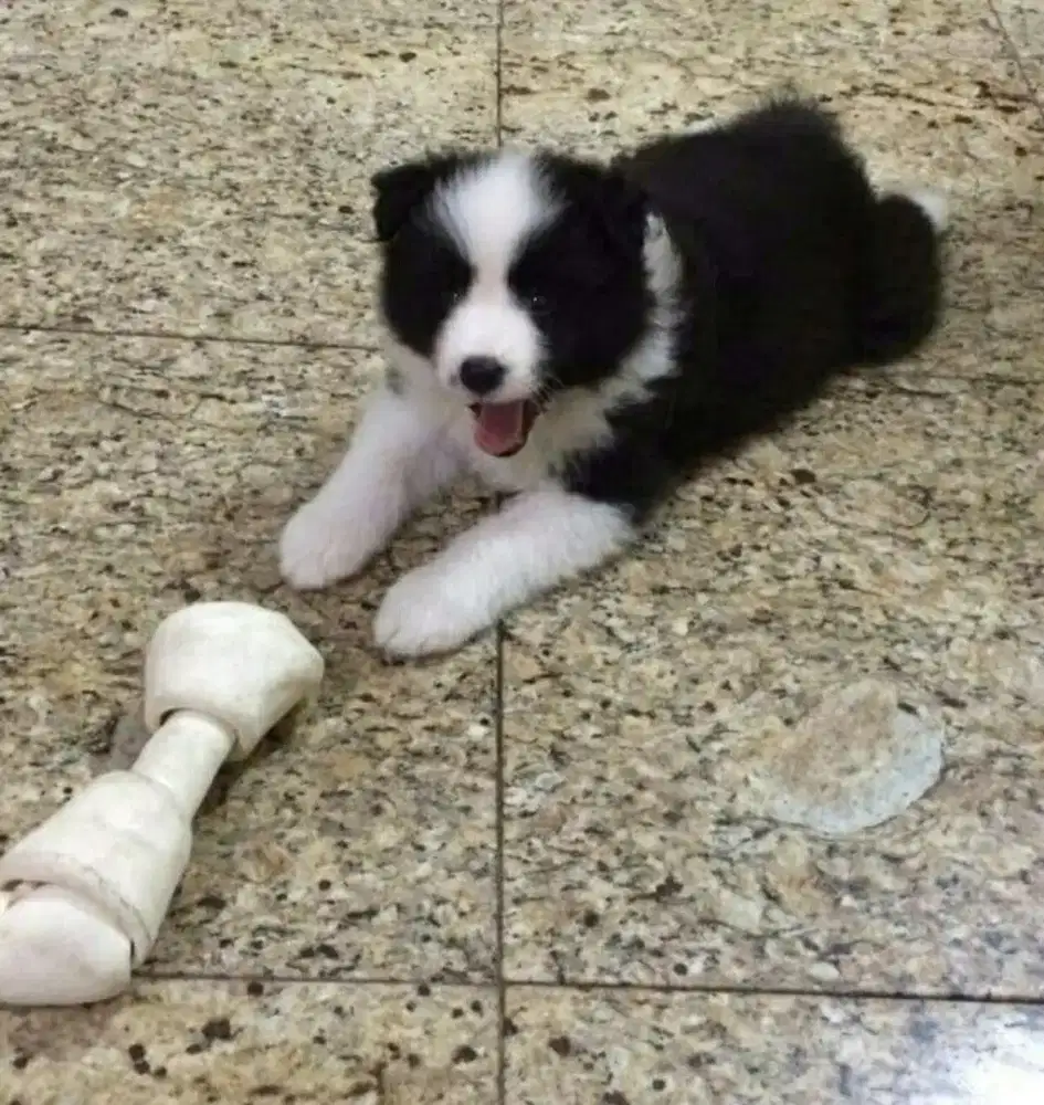 JUAL ANJING BORDER COLLIE
