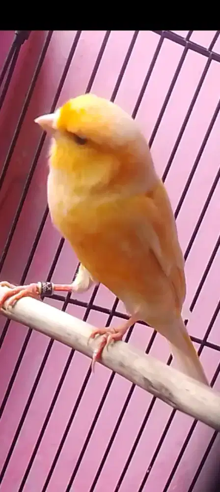 Kenari AFS ring prospek eks maenan