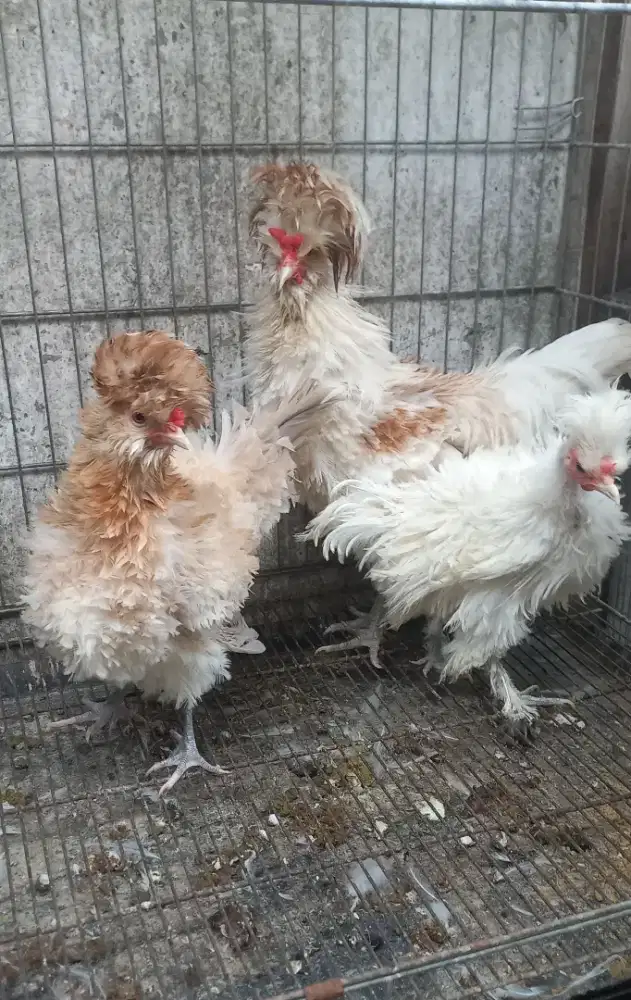 Ayam polan walik 1 jantan 2betina