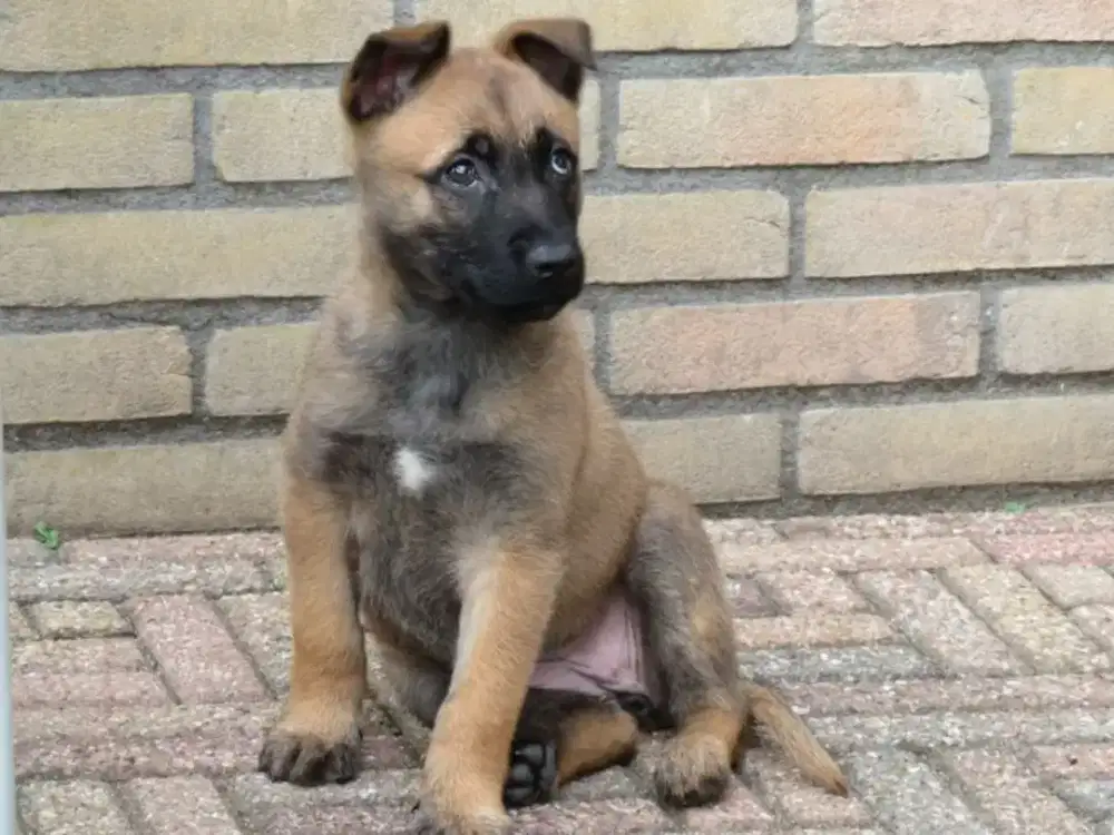 JUAL ANJING BELGIAN MALINOIS