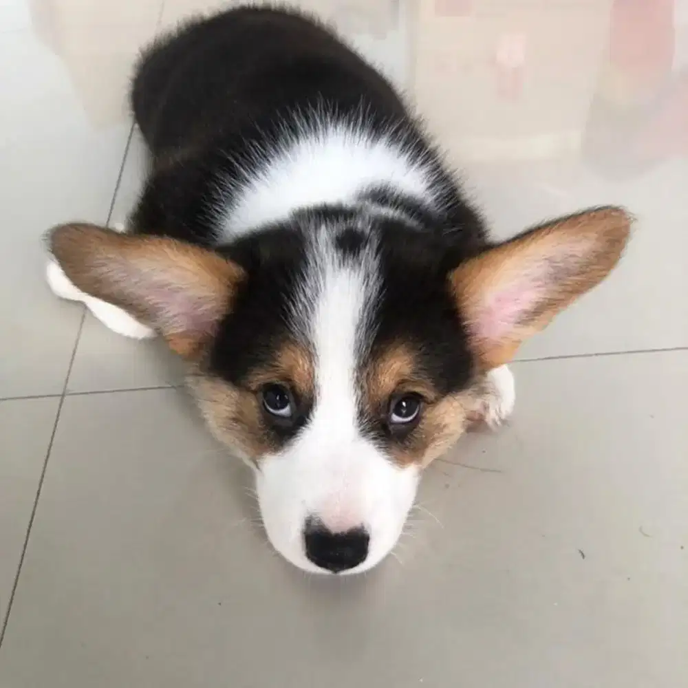 JUAL ANJING WELSH CORGY