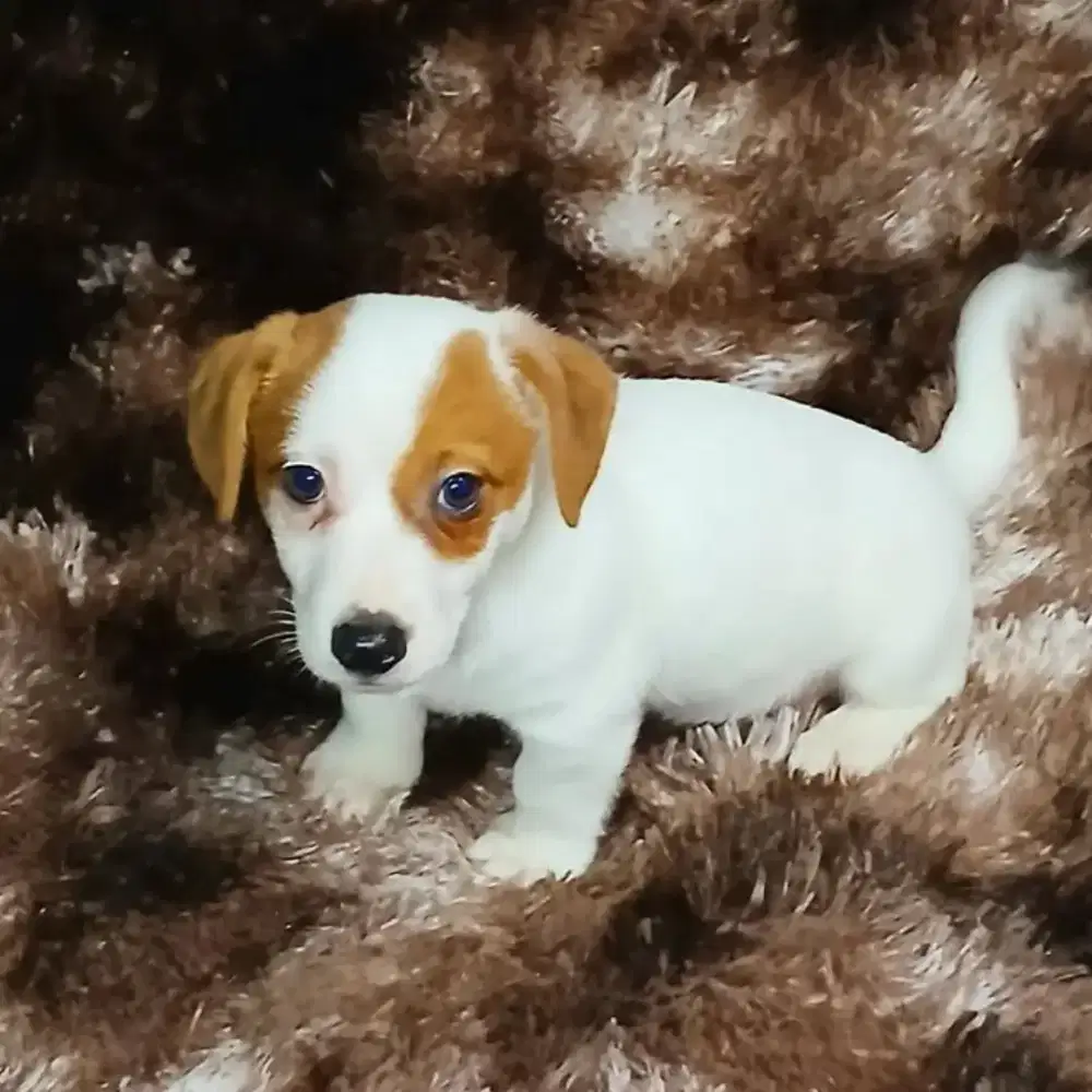 JUAL ANJING JACK RUSSELL