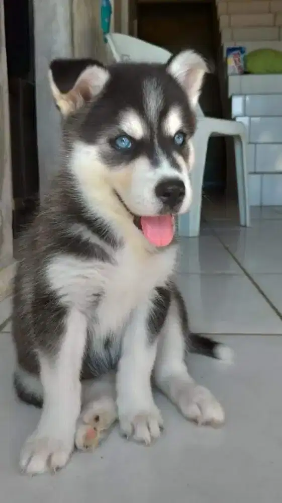 JUAL ANJING SIBERIAN HUSKY