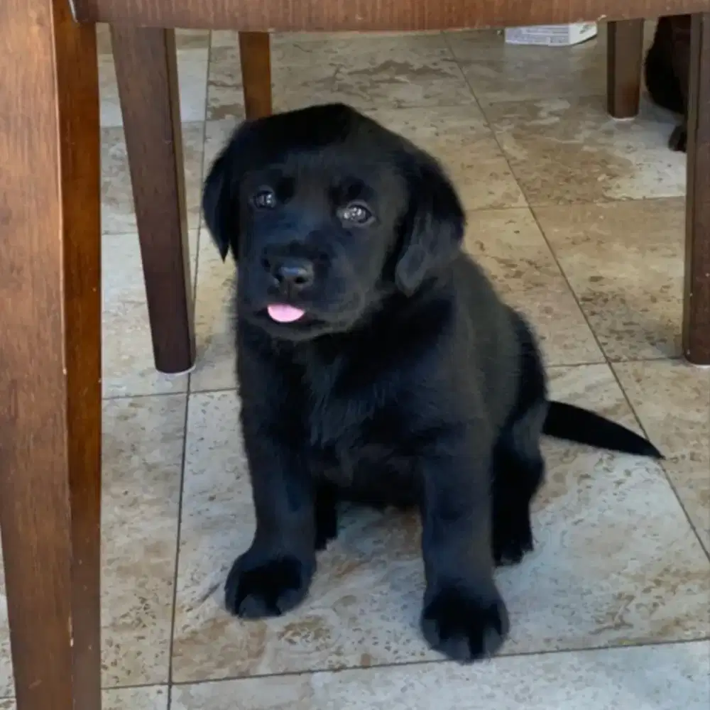 JUAL ANJING LABRADOR RETRIEVER