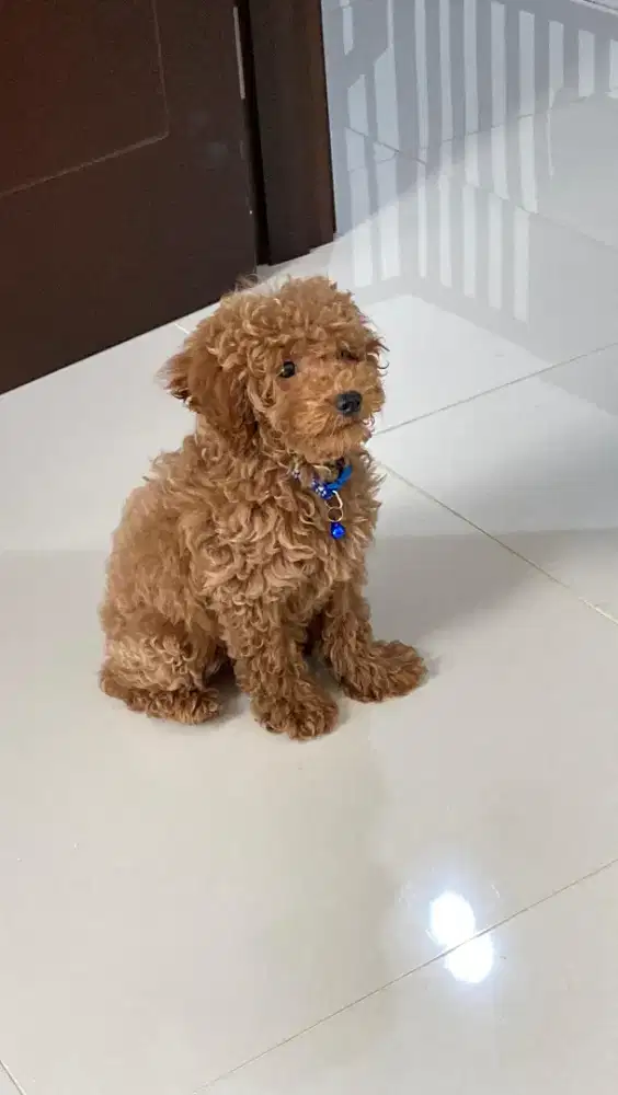 jual anjing poodle