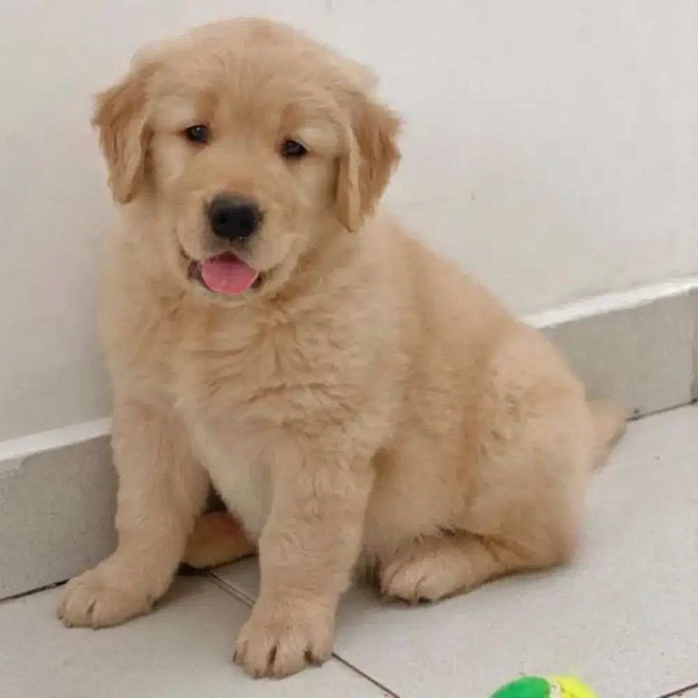 JUAL ANJING GOLDEN RETRIEVER