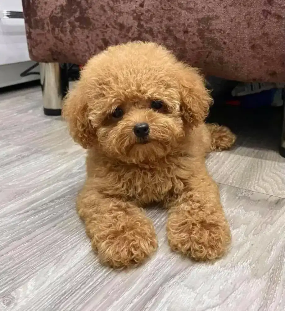 JUAL ANJING MALTIPOO