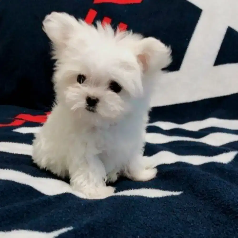 JUAL ANJING MALTESE MIX POM