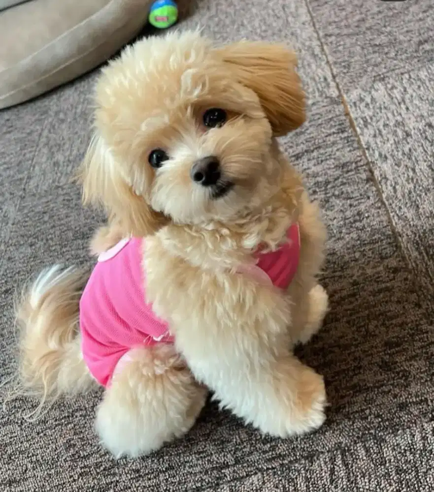 JUAL ANJING POODLE MIX MALTESE