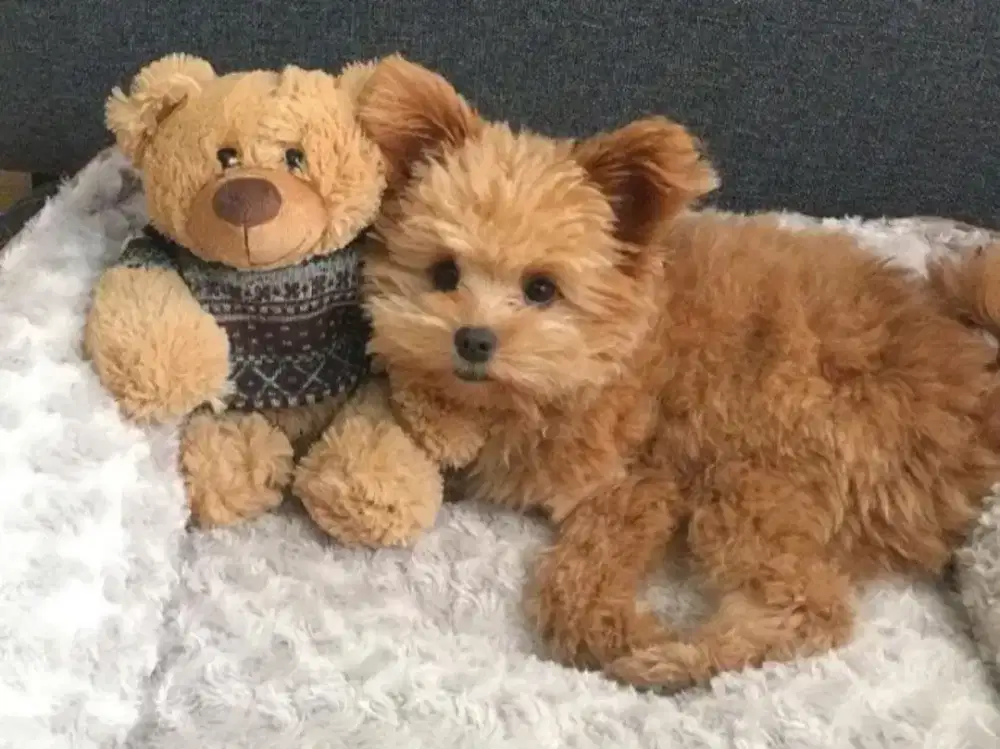 JUAL ANJING POODLE MIX POM