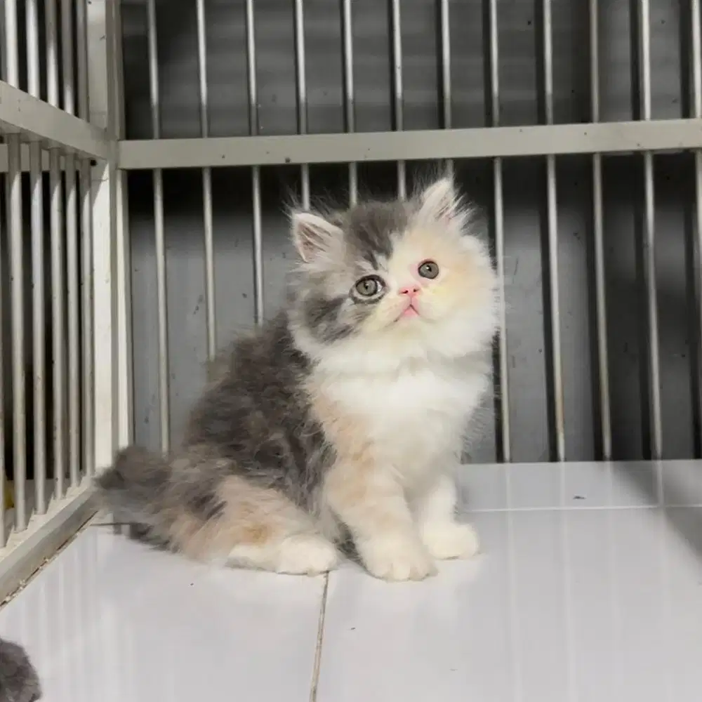 Kucing Kitten Persia Peaknose BETINA
