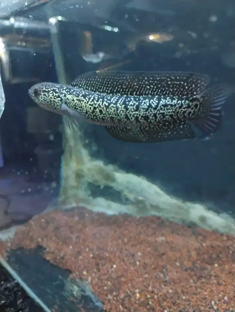 Rsp kalimaya full spot