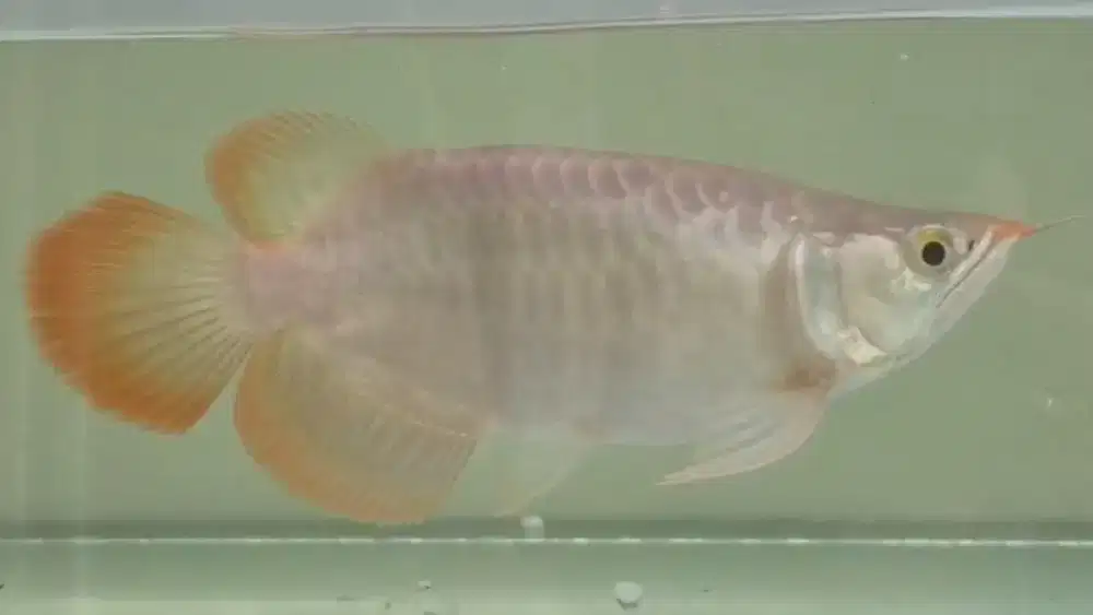 Super Red Shortbody Apel ITL 23-25cm