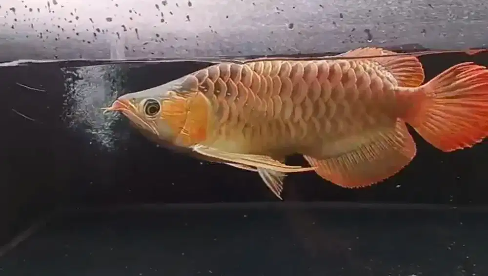 Arwana Semi King 40cm