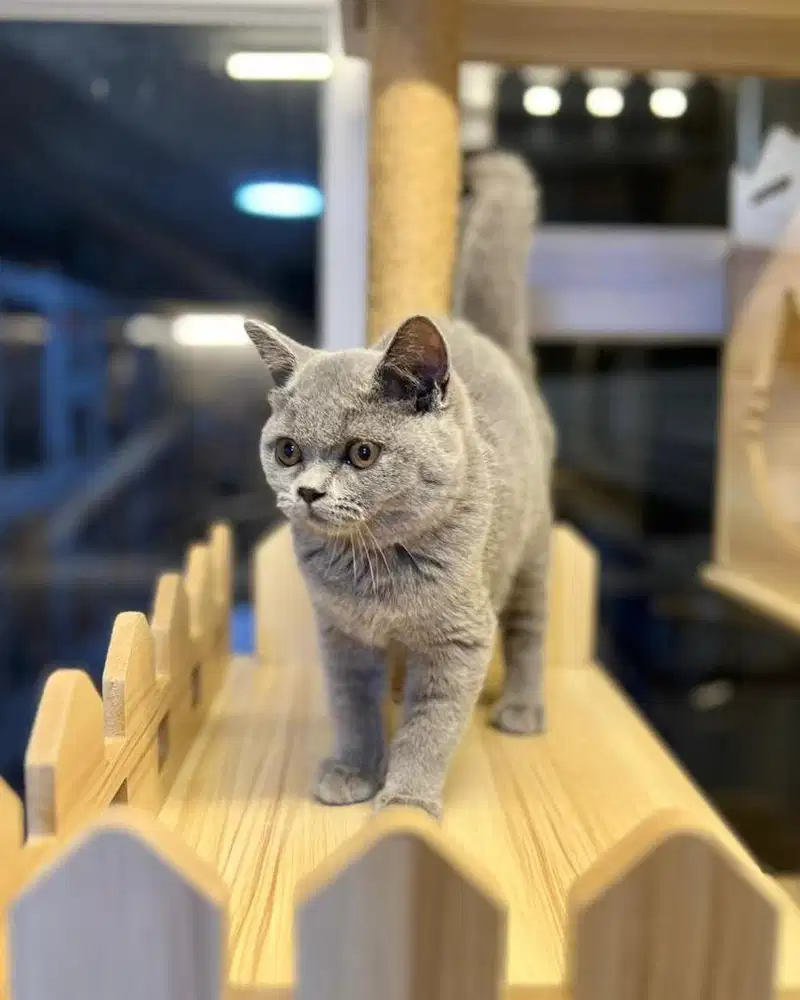 Kucing British Shorthair bsh blue