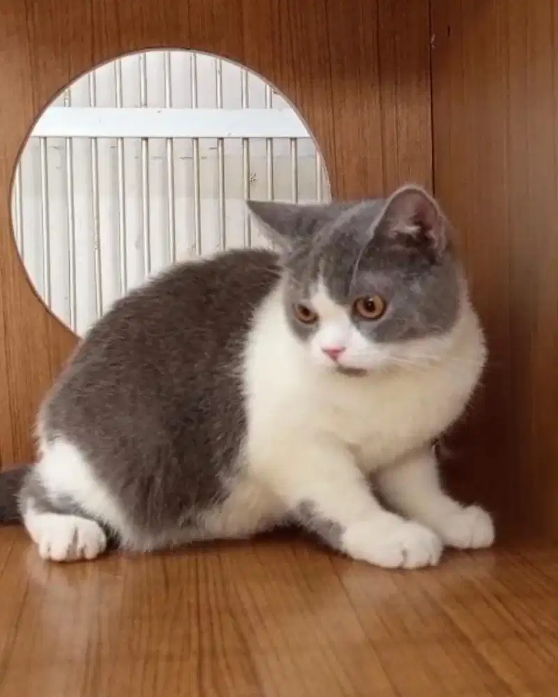 Kucing British Shorthair Bsh Bicolor Blue