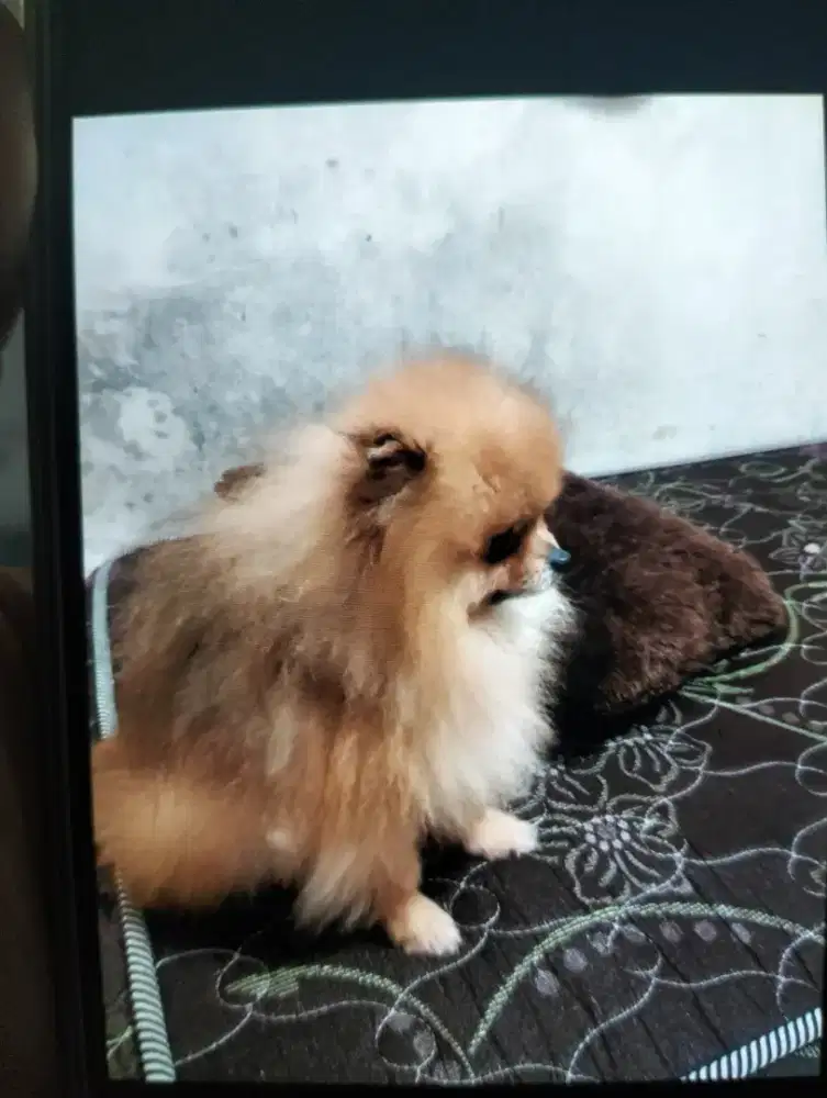 Anjing mini Pomeranian jantan pom jantan kualitas champion