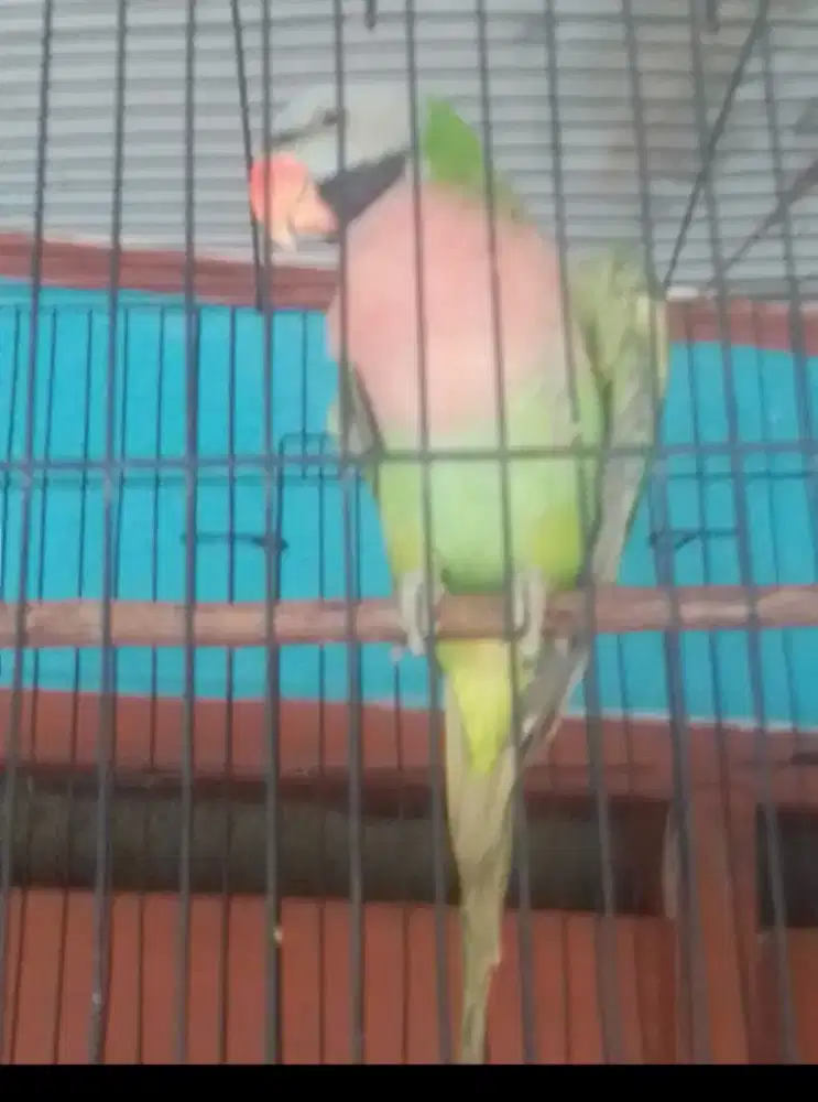 Lovebird Jawa jinak gak gigit 1 juta