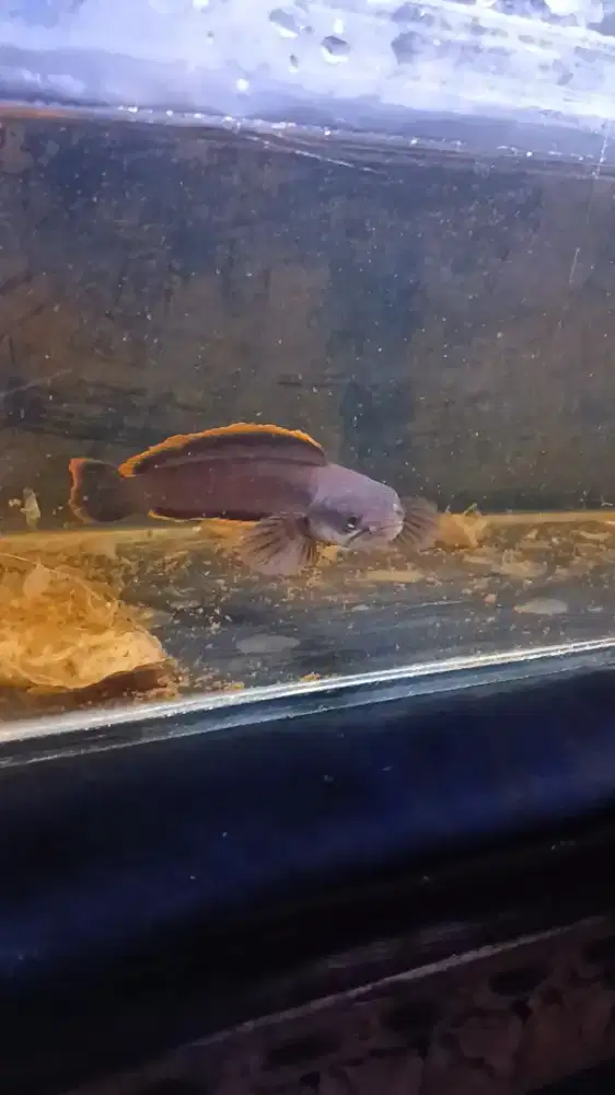 Channa limbata wc gondrong rim tebal 9-10 cm