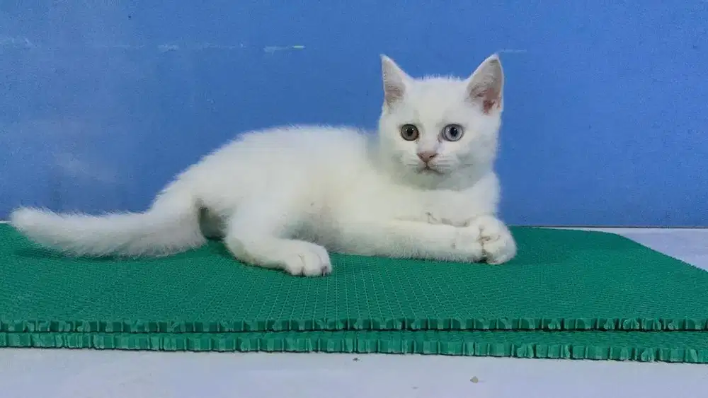 Kucing Bsh Jantan Odd eye