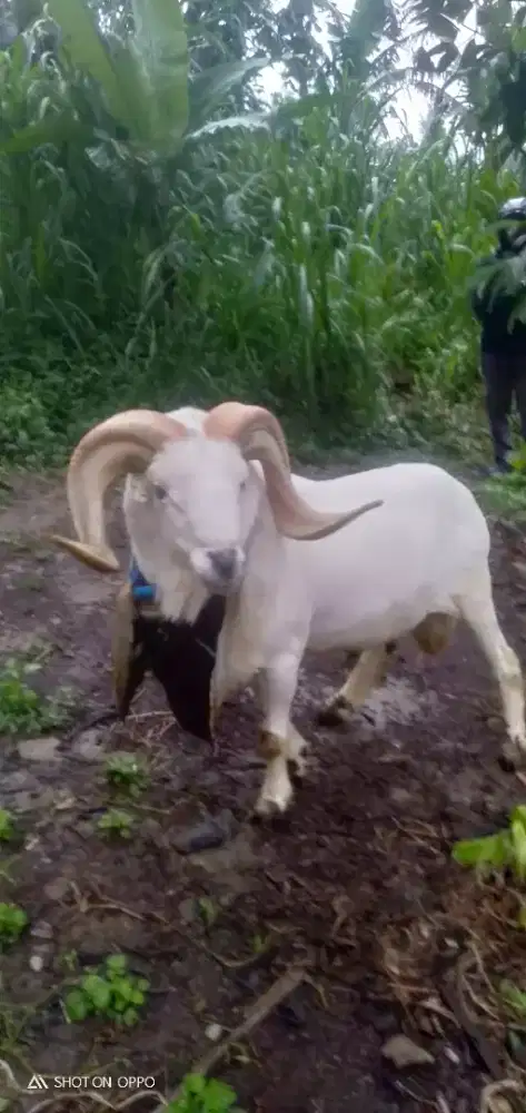 Domba Qurban Jumbo Si Manis