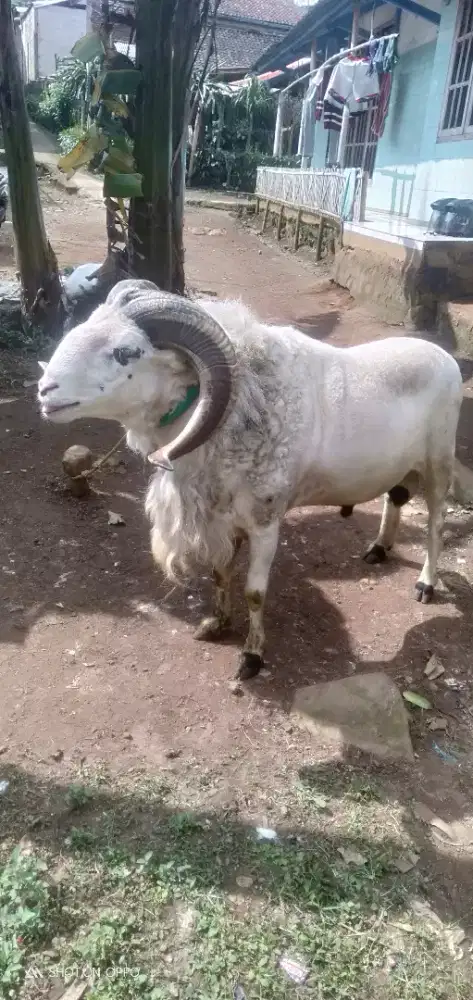 Domba Qurban Extrem Si Lugay