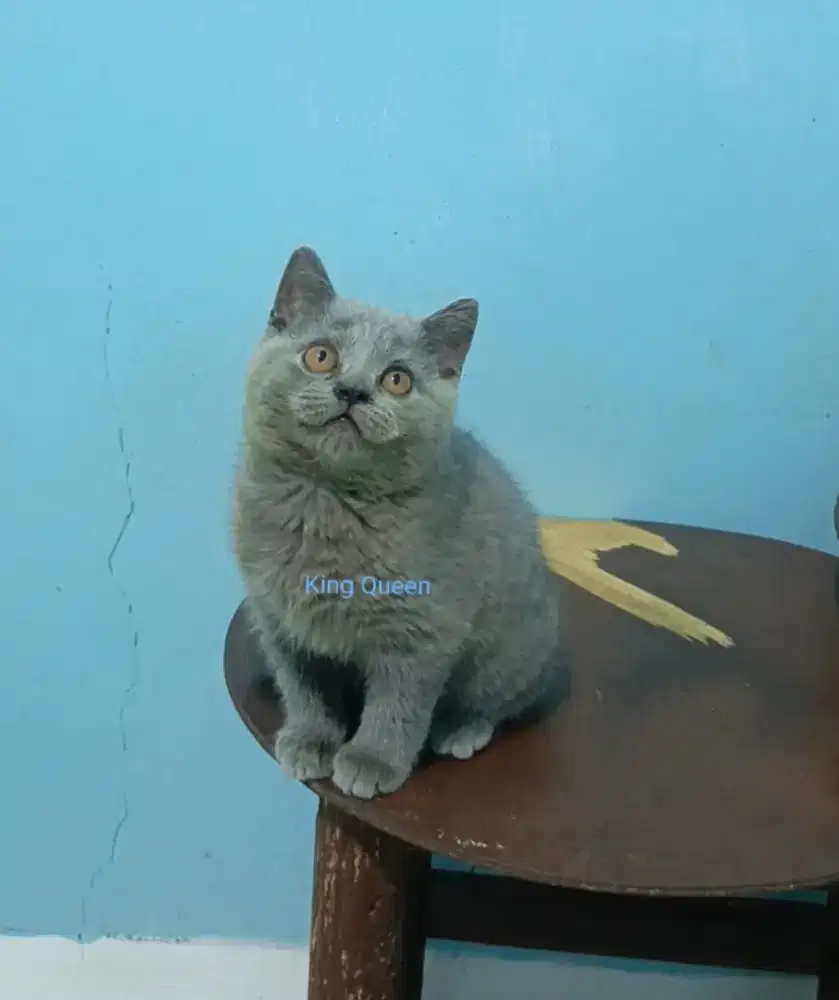 Kucing British Shorthair Blue Solid Jantan 2,5 bulan Parent Ped
