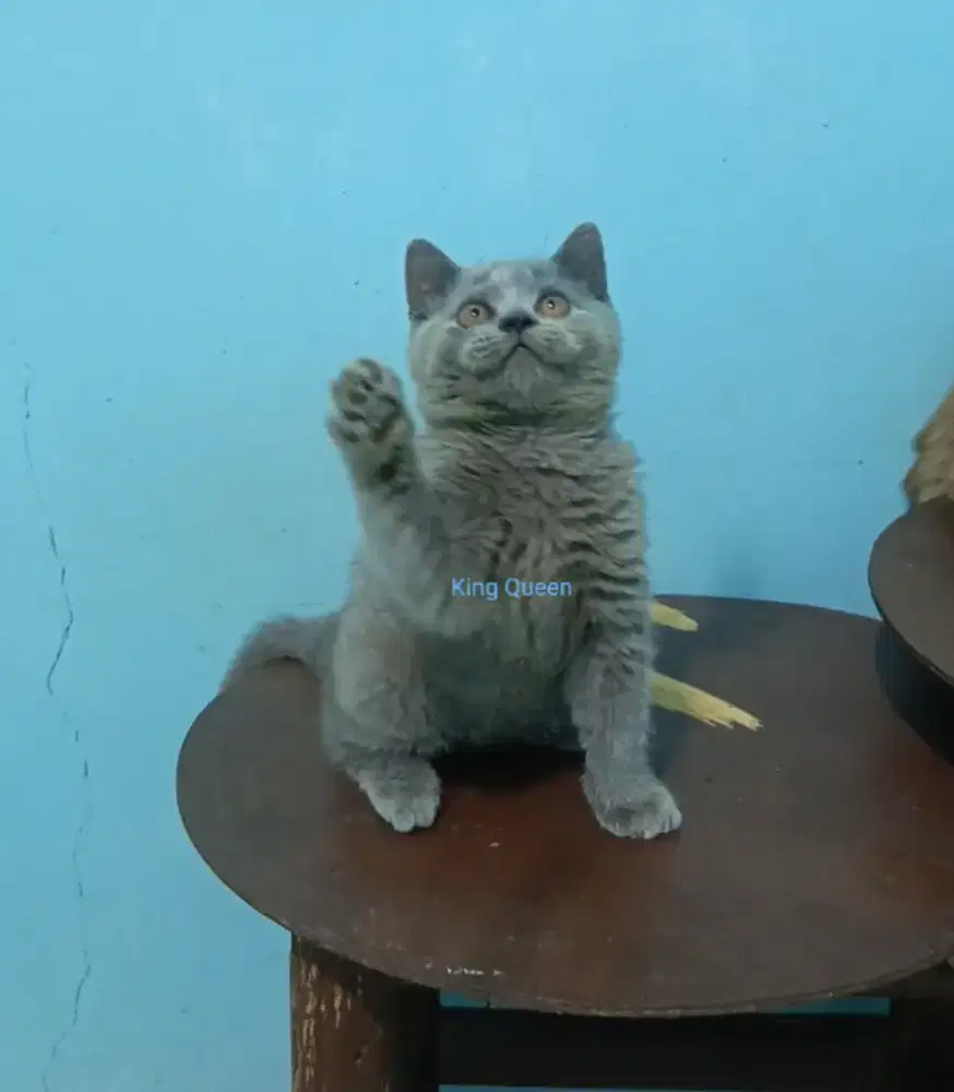 Kucing British Shorthair Blue Solid Jantan 2,5 bulan Parent Ped