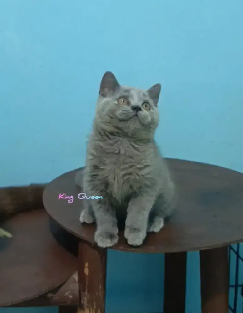 Kucing British Shorthair BSH Blue Solid Jantan 2,5 bulan Parent Ped