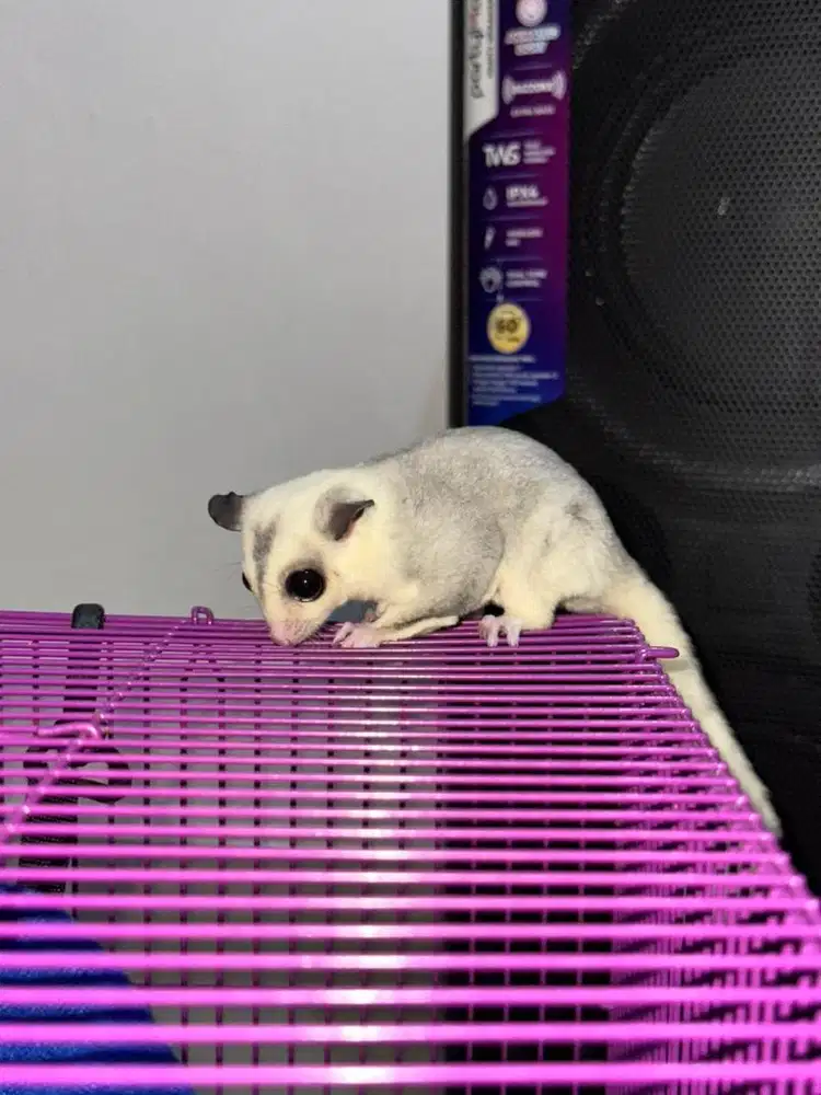 lepas adopsi sugar glider