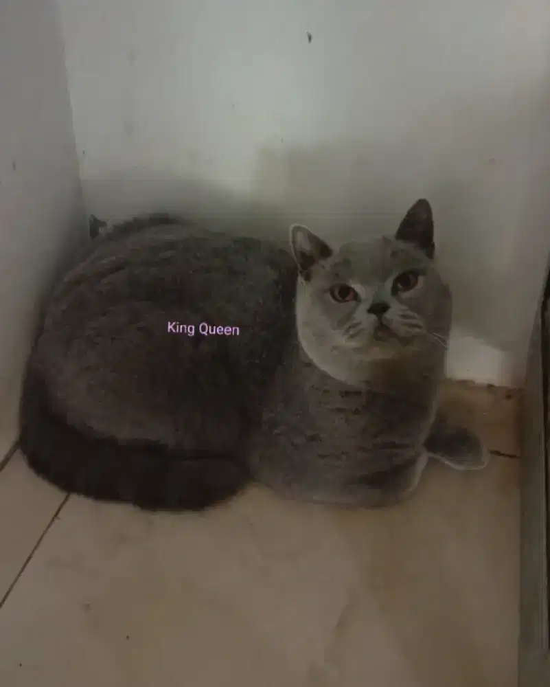 Kucing BSH British Shorthair Blue Solid Betina Proven Pedigree WCF