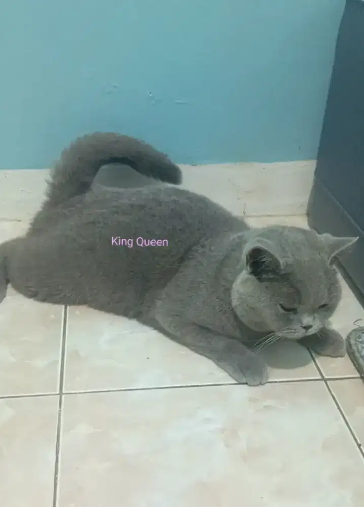 Kucing BSH British Shorthair Blue Solid Betina Proven Ped WCF