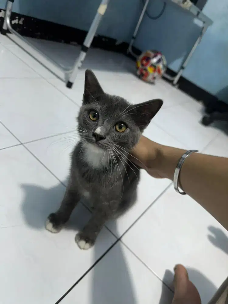 Bsh mix persia lepas adopsi