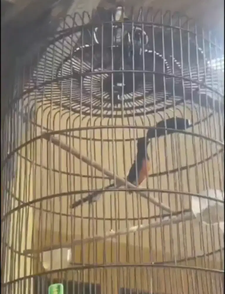 murai batu prestasian anget latpresan fullset