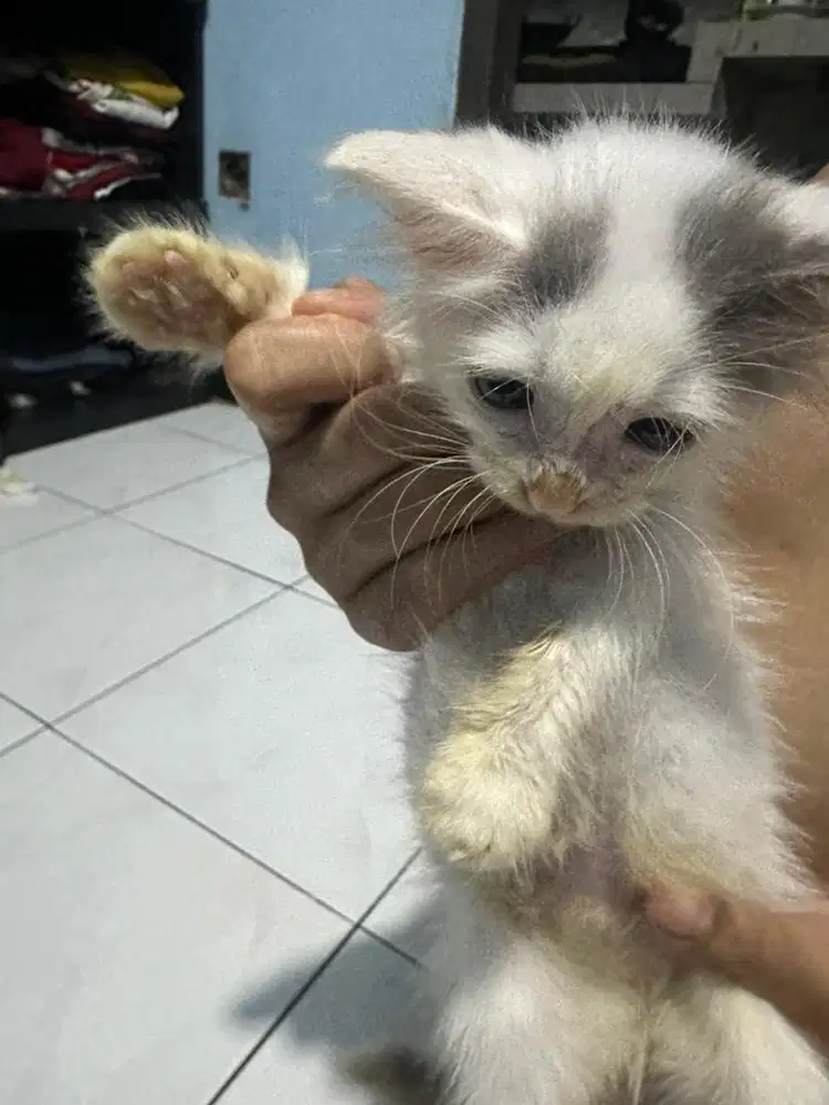 Kitten persia lucu usia 2bulan