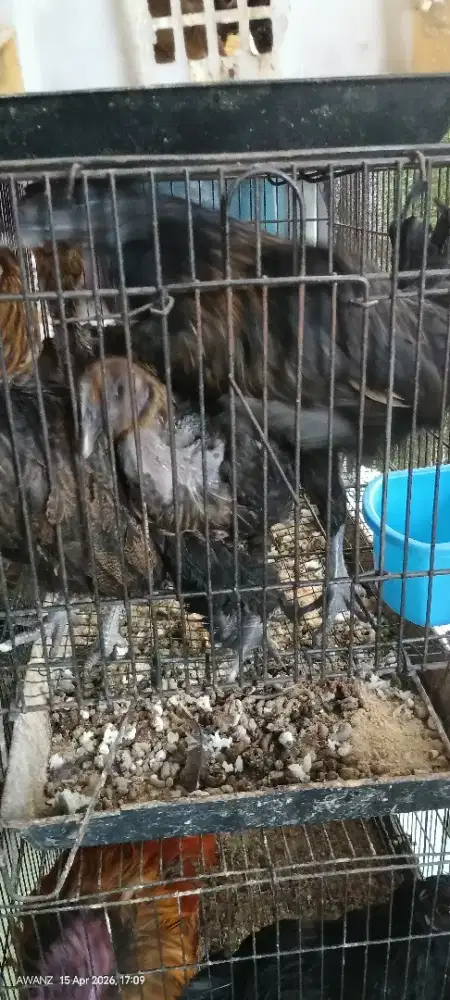 Ayam kate jengger mawar