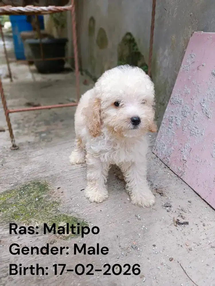 Maltipoo puppy male