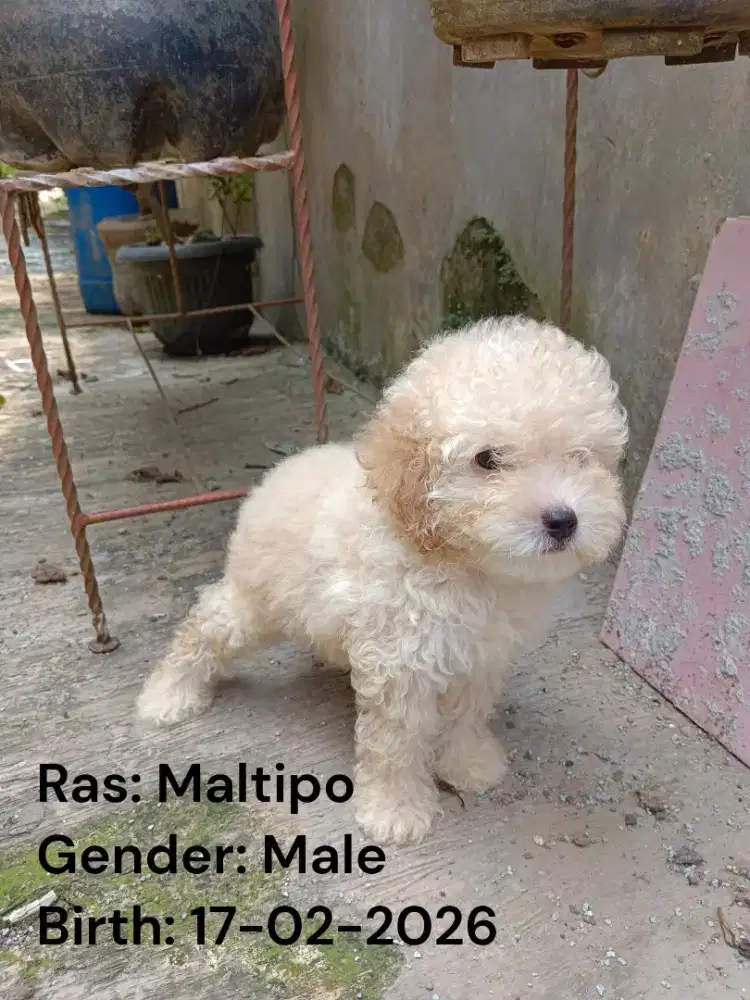 Maltipoo puppy male