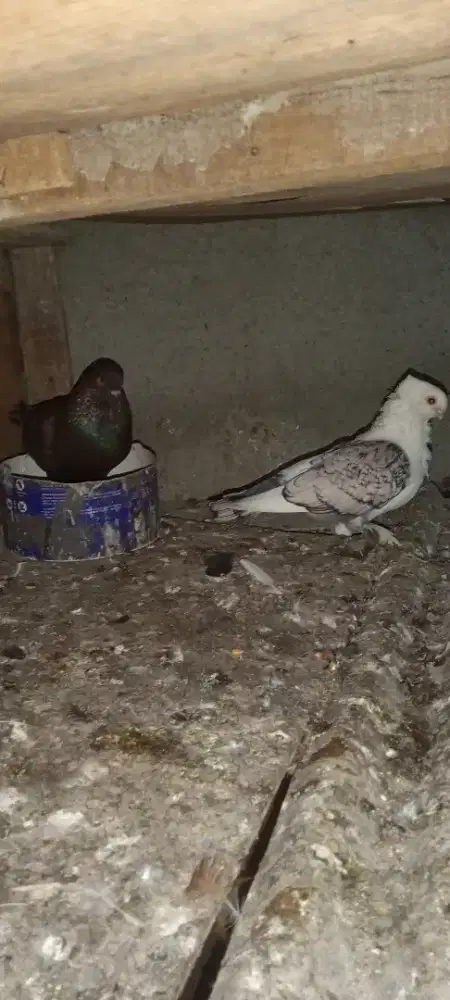 Merpati santinet dan lokal sepasang