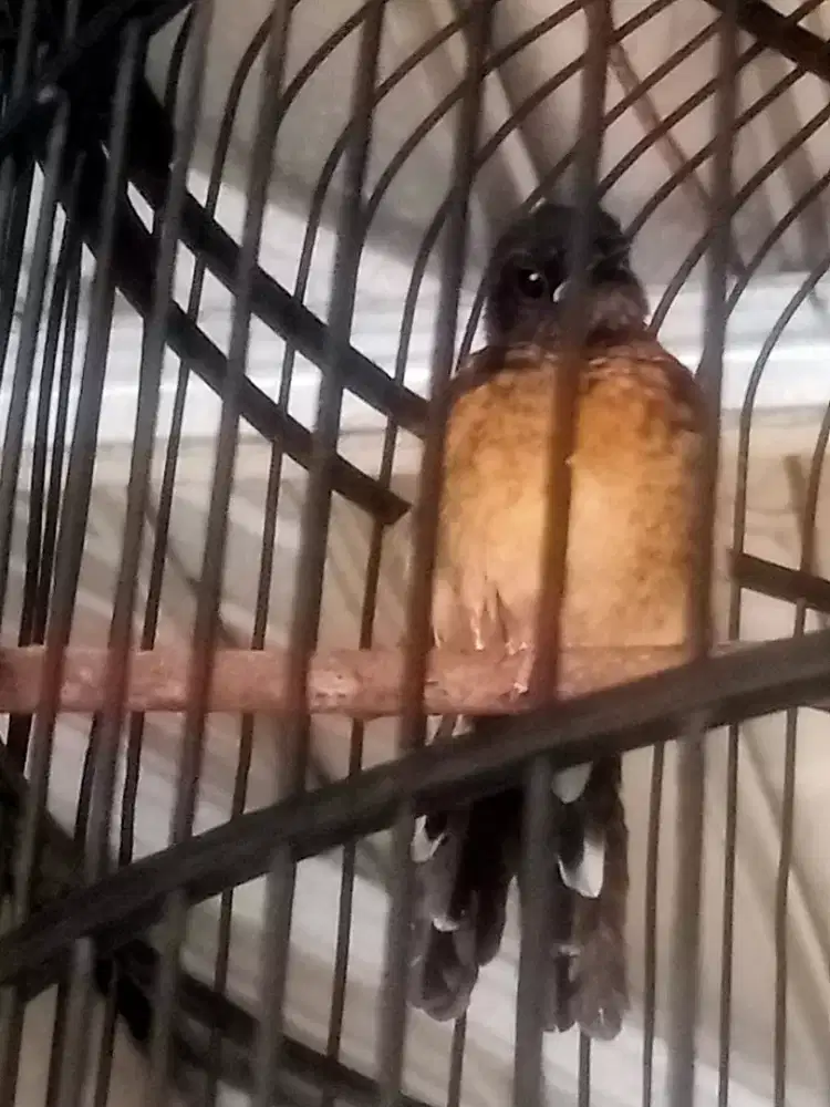 Murai medan TROTOLAN BALAK 6