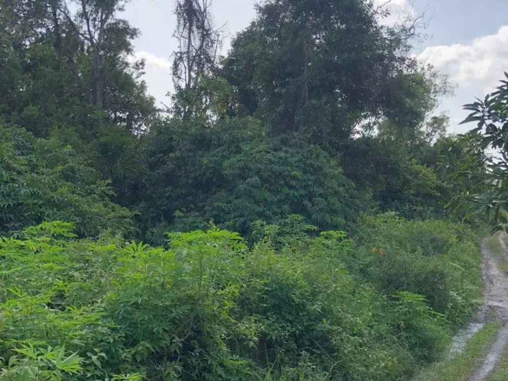 Dijual Sebidang Tanah Di Raya Manggar, Belitung Timur