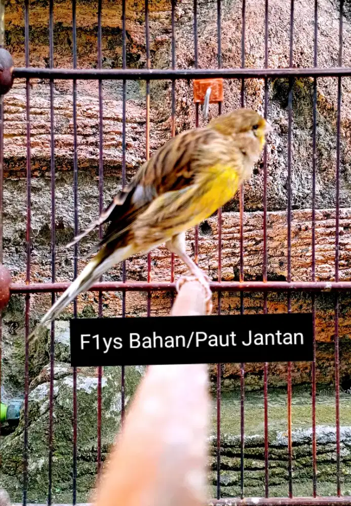 Kenari F1ys bahan/Paut Jantan