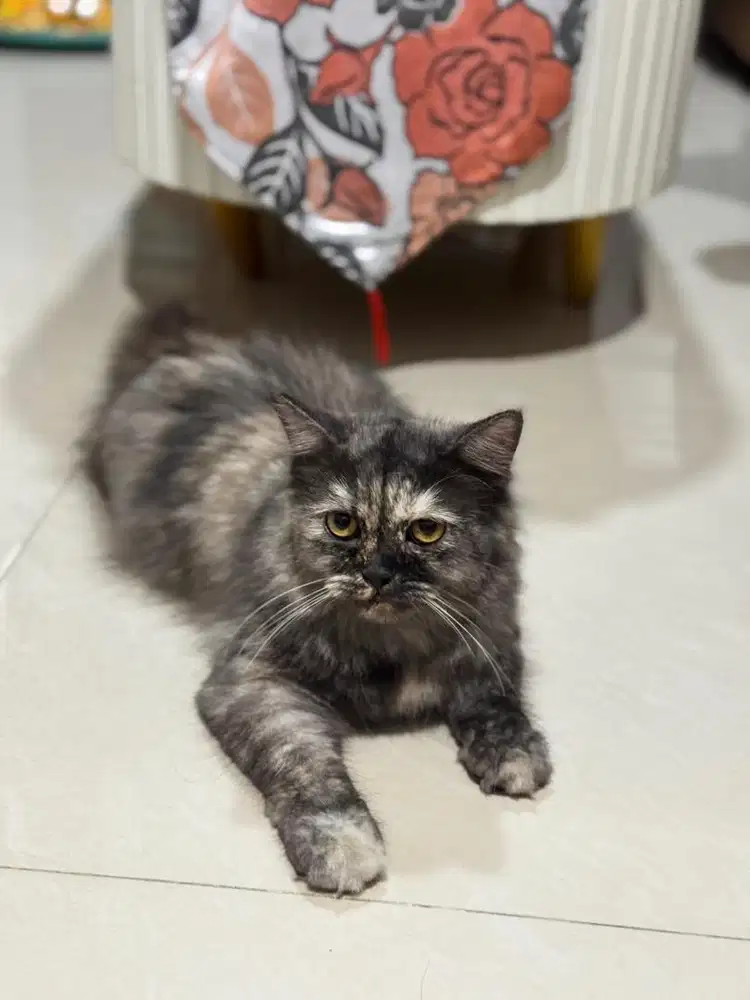 Kucing betina umur 7bln