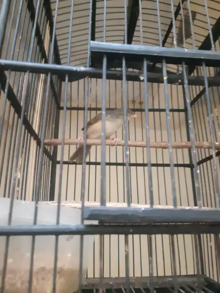 Jual cigun jantan rawatan dari lolohan umur 3bulan