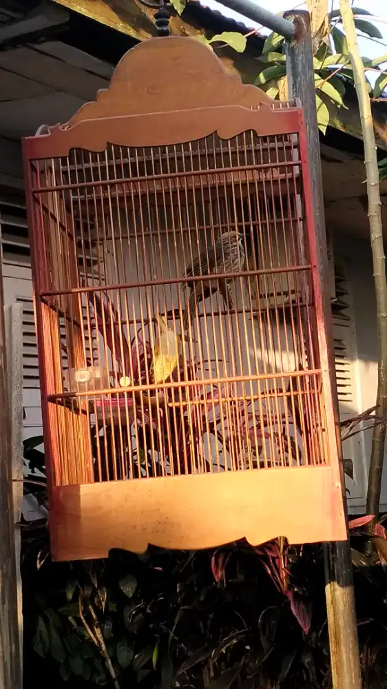 Cucak rowo betina dna mapan