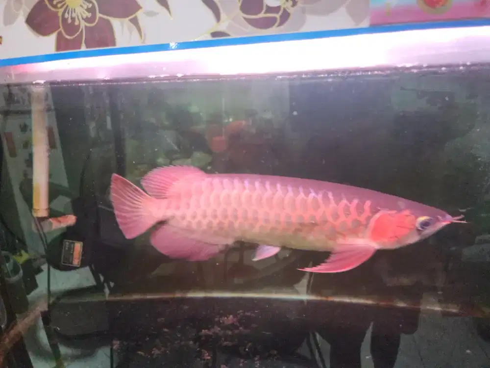 Super red kurleb 35cm beserta aquarium